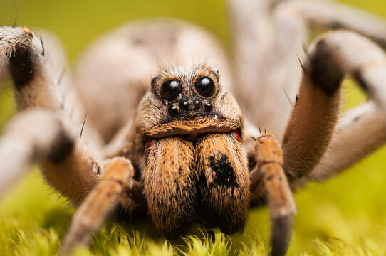 Captive wolf spider, Lycosidae. North America.