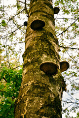 Inedible parasitic fungi on a birch trunk.