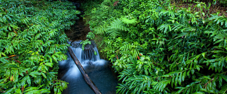 Fototapeta Foliage and water near Akaka Falls, on the Big Island of Hawaii
