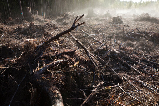 Moisture in the newly exposed soil rises as steam from a recent clear-cut on the Olympic Peninsula, Washington.