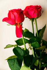 Red rose flowers with green leaves.