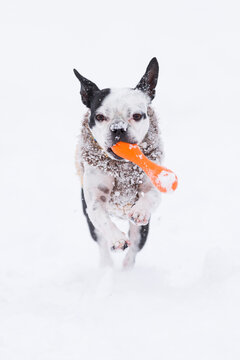 Hugo the Boston Terrier frolics in the snow in Boulder, Colorado, with a toy in his mouth.