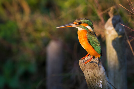 Common Kingfisher (Alcedo atthis) perched on post. Tha Ton. Chiang Mai province. Thailand.