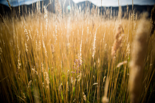 Patterns of grasses along an unamed marsh in Torres del Paine National Park in Chile, South America.