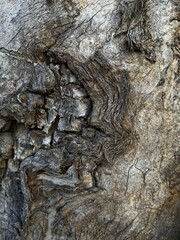 Macro photography of the old wooden slice.