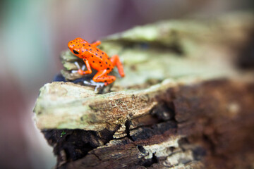 Wild tiny Poisonous Dart Frogs captured on Red Frog Beach on the Caribbean side of Panama, next to Bocas del Toro.