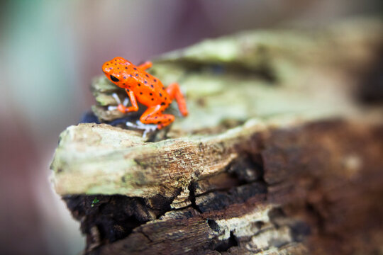 Wild tiny Poisonous Dart Frogs captured on Red Frog Beach on the Caribbean side of Panama, next to Bocas del Toro.