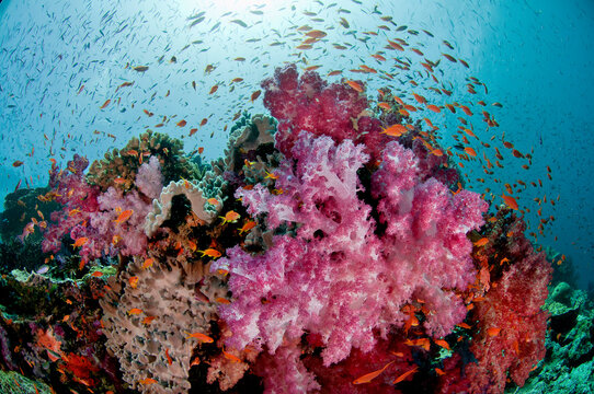 Fiji reef scene with soft corals, and schools of anthias.
