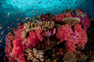 Fiji reef scene with soft corals, hard corals and schools of anthias.