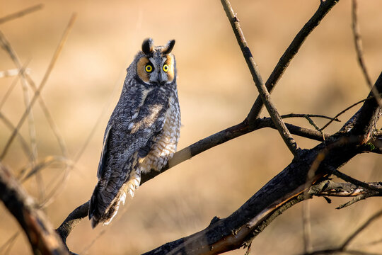 Long-eared Owl