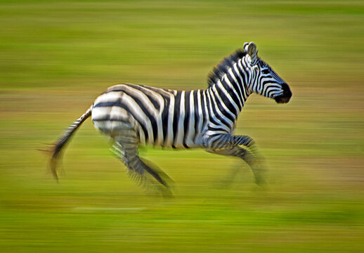 A zebra in full gallop in the Masai Mara, Kenya.