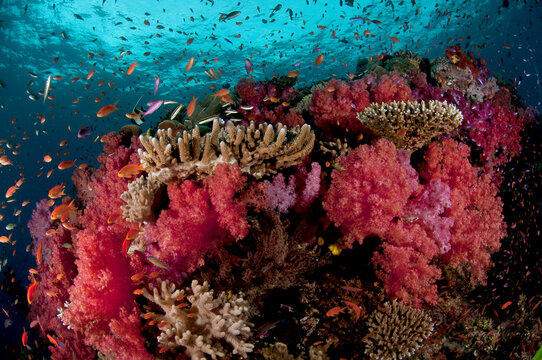 Fiji reef scene with soft corals, hard corals and schools of anthias.