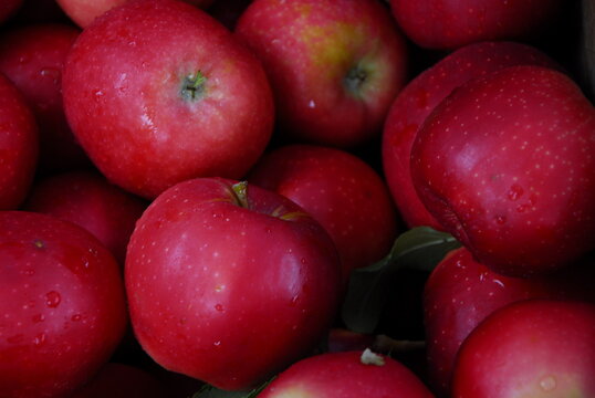 close shot of lots of red apples at market, Portland, Maine