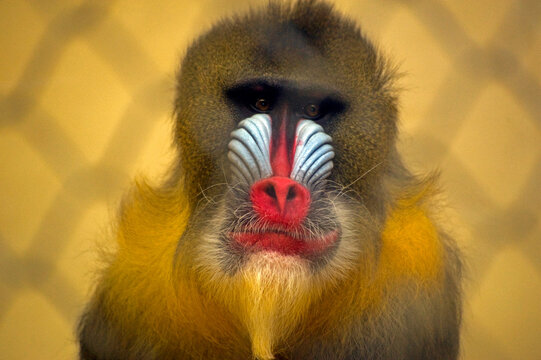 A mandrill, the world's largest monkey, seen through a fence in the Portland's zoo, Oregon, USA.