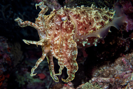 Cuttlefish portrait, Solomon Islands.