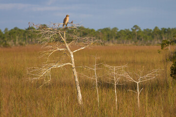 Red shouldered hawk photographed atop a dwarf cypress tree in Everglades National Park, Florida.