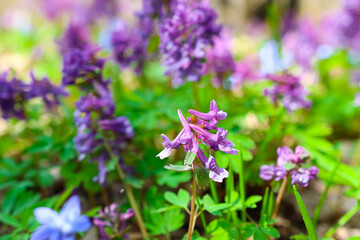 Fototapeta premium Purple flowers close up on a sunny patch in the garden. Selective focus.