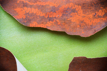 Peeling madrone tree bark with insect trails consuming lichen growth in La Conner, Washington.