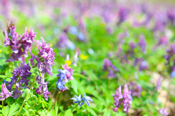 Fototapeta premium Lots of flowers and greenery in the summer garden in the sunny season close up. Wild plants are purple. Colorful landscape.