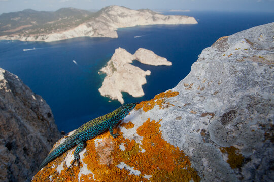 A male Ibiza wall lizard on the summit of Es Vedras looking toward Ibiza.