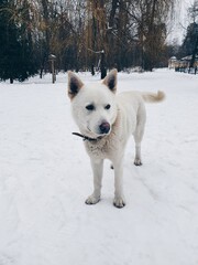 dog in snow