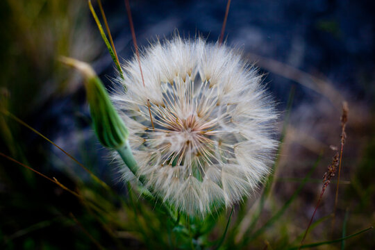 A flower goes to seed at Trout Creek, Oregon