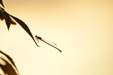 カゲロウのシルエット © KJ-KJ