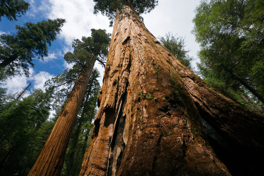 Sequoia trees, Mariposa Grove, Yosemite National Park
