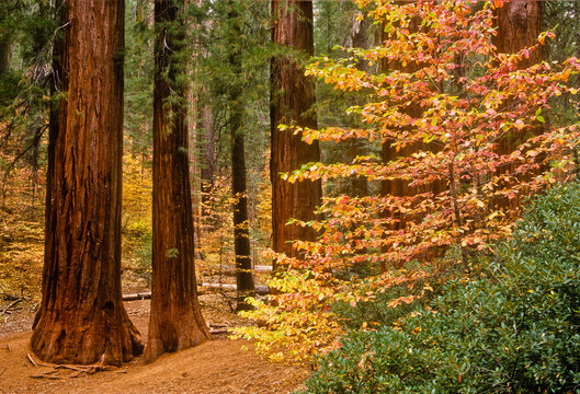 Giant Sequoias and Dogwood in Fall, Yosemite National Park