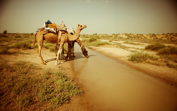 Two camels stop for a drink of water in a trench in the deserts of Western Rajasthan, India