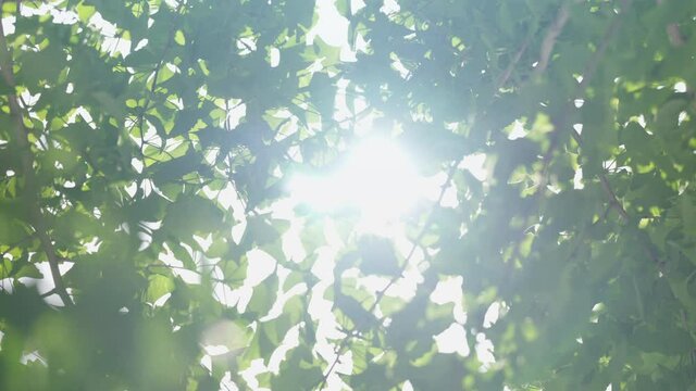 風に揺れるイチョウの葉っぱ