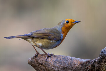 Robin (Erithacus rubecula)