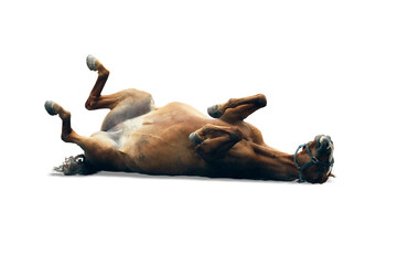 Funny horse laughing on the floor 