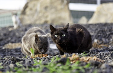 Stray cats eating on the street