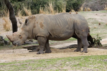 Fototapeta premium rhino