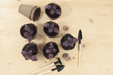Young sprouts of seedlings in peat biodegradable pots and care tools, transplant basil on a bright...