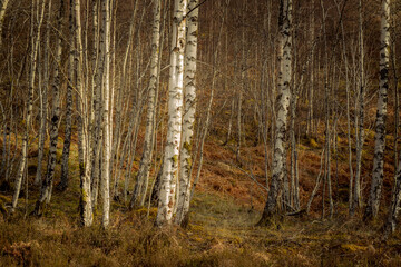 Silver birch