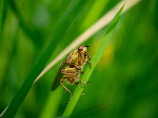 hoverfly standing in grass