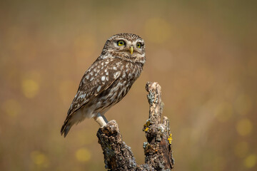 little owl perched on a branch with background with spring flowers