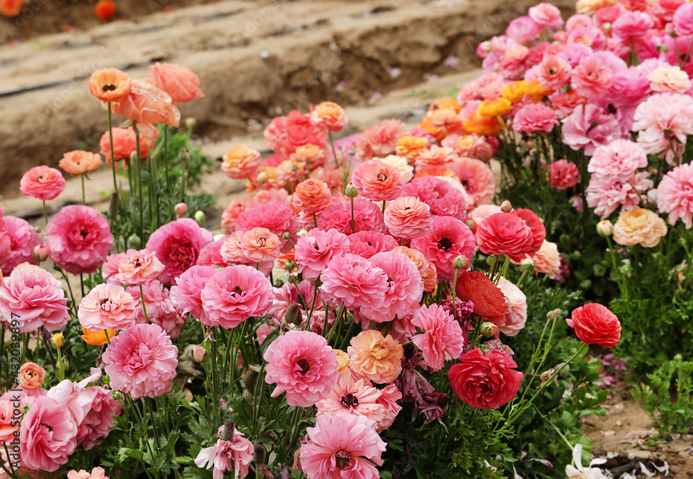 Wall mural pink ranunculus field