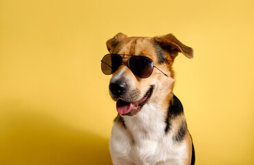 A funny dog ​​dressed sunglasses on the yellow or illuminating background. Summer holidays concept. A mongrel dog sunbathes. A tricolor outbred dog sticks out its tongue.