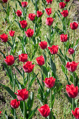 Tulips of red color in the garden 