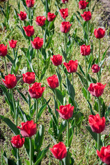 Tulips of red color in the garden