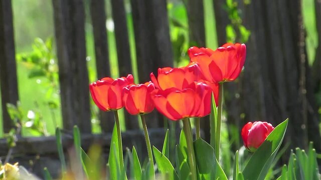 Red tulips blowing the wind