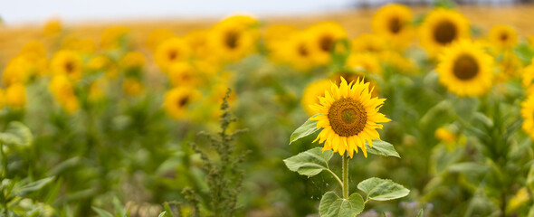 Sunflower (Helianthus annuus) single blossom in the focus on the right side, in the background a sea of ​​blossoms out of focus with a piece of sky in the cut..