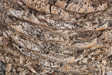 Close Up Detail of Rough Bark on Palm Tree