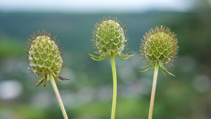 Scabiosa ochroleuca grows in nature