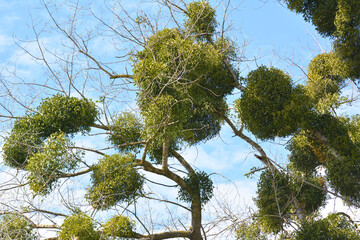 Mistletoe (Viscum album) parasitizes on a tree