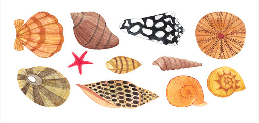 Hand painted watercolor seashell. Hand drawn illustration isolated on white background. Watercolor sea animal clipart.
