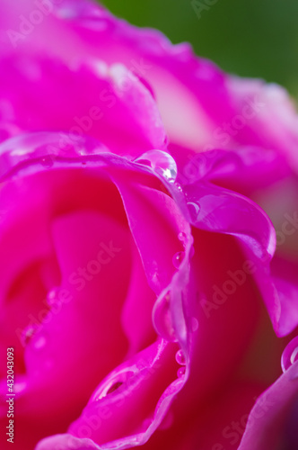 庭に咲く薔薇の花 雨上がりのため花びらに雫が残り輝いている 赤い薔薇の花の花言葉は 愛情 美 情熱 熱烈な恋 あなたを愛してます Wall Mural 宮岸孝守 庭に咲く薔薇の花 雨上がりのため花びらに雫が残り輝いている 赤い薔薇の花の花言葉は 愛情 美 情熱 熱烈な恋 あなたを愛してます Wall Mural 宮岸孝守